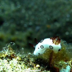 tiny nudibranch taken during advanced openwater course at... by Adita Agoes 
